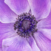 Purple Poppi by lynne5477
