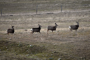 4th Mar 2020 - Mule Deer