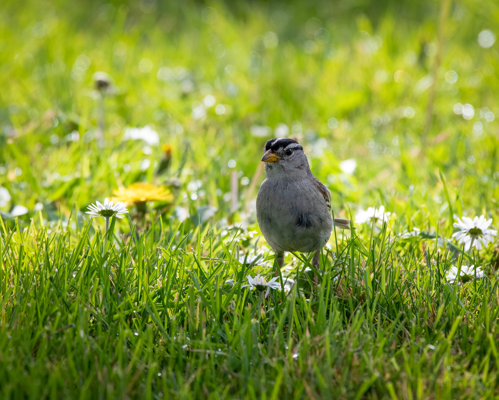 White-Crowned Sparrow by nicoleweg