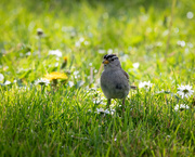4th Mar 2020 - White-Crowned Sparrow