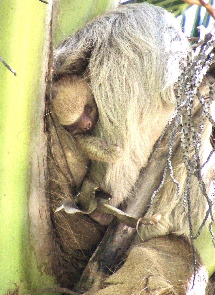 Baby Two Toed Sloth by mzzhope