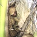 Baby Two Toed Sloth by mzzhope