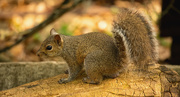 4th Mar 2020 - Mr Grey Squirrel Posing on the Log!
