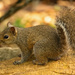 Mr Grey Squirrel Posing on the Log! by rickster549