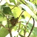 Hummingbird on the Nest