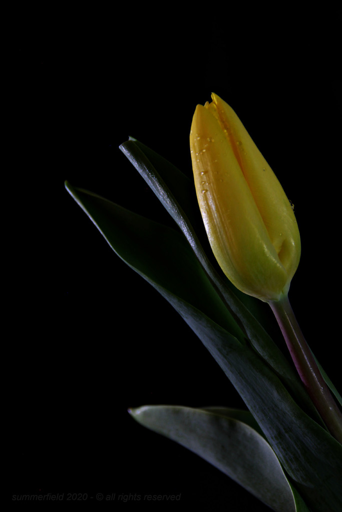 tulip on black by summerfield