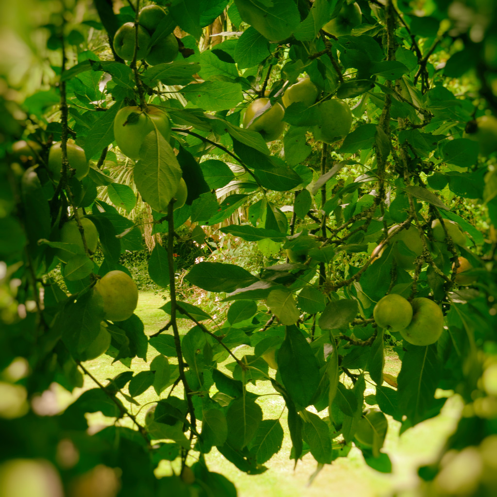 little green apples by kali66