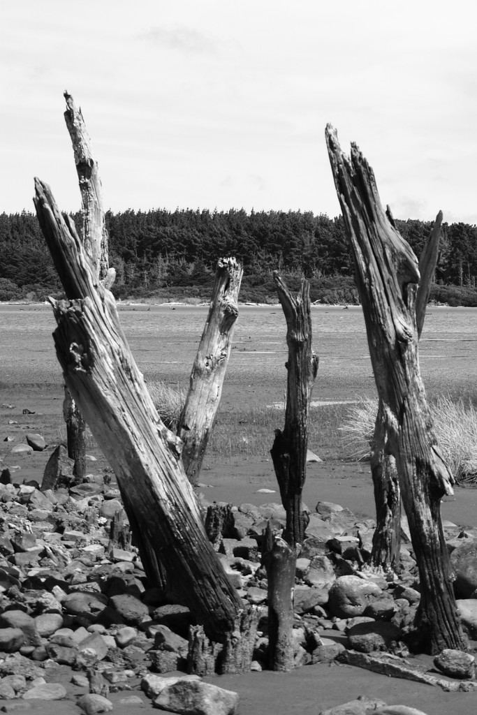 River stumps by suez1e