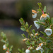 Alpine wildflower by gosia