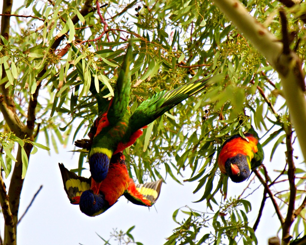Lorikeets At Play P3050802 by merrelyn