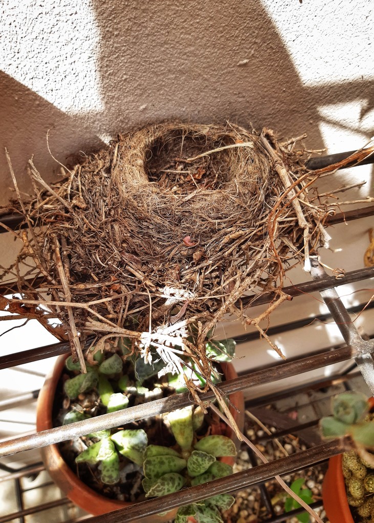 Abandoned nest by salza