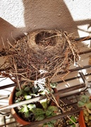 5th Mar 2020 - Abandoned nest