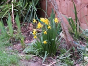 4th Mar 2020 - Spring daffodils