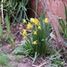 Spring daffodils by lellie