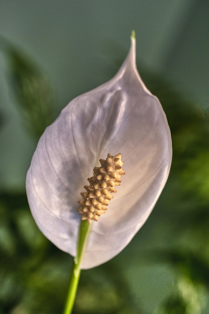 Peace Lily Bloom by k9photo