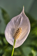 5th Mar 2020 - Peace Lily Bloom
