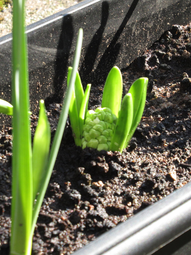 green hyacinth  by anniesue