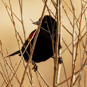 5th Mar 2020 - Red-winged blackbird