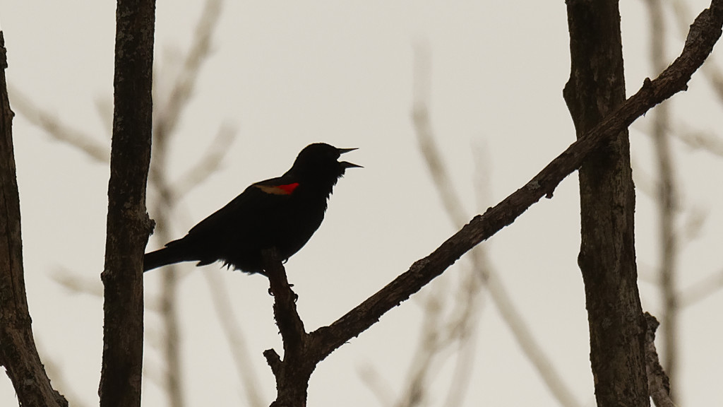 Red-winged blackbird see-saw by rminer