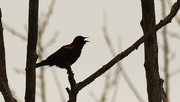 5th Mar 2020 - Red-winged blackbird see-saw