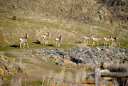 5th Mar 2020 - Mule Deer Herd