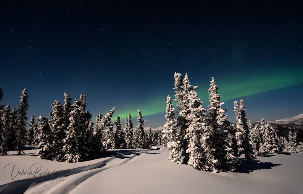 Aurora Borealis, Alaska  by dridsdale