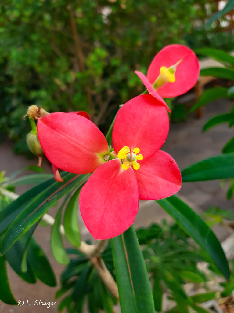 Jamaican poinsettia bloom by larrysphotos