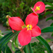 Jamaican poinsettia bloom by larrysphotos