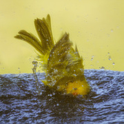 5th Mar 2020 - Saffron Finch Taking a  Bath 