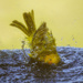 Saffron Finch Taking a  Bath  by jgpittenger