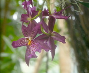 3rd Mar 2020 - U.S. Botanical Garden Orchids