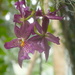U.S. Botanical Garden Orchids by redy4et