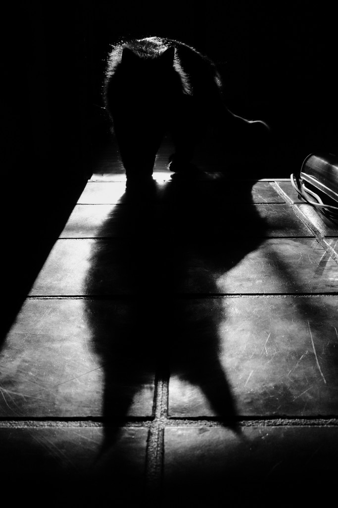 Shadow by vera365