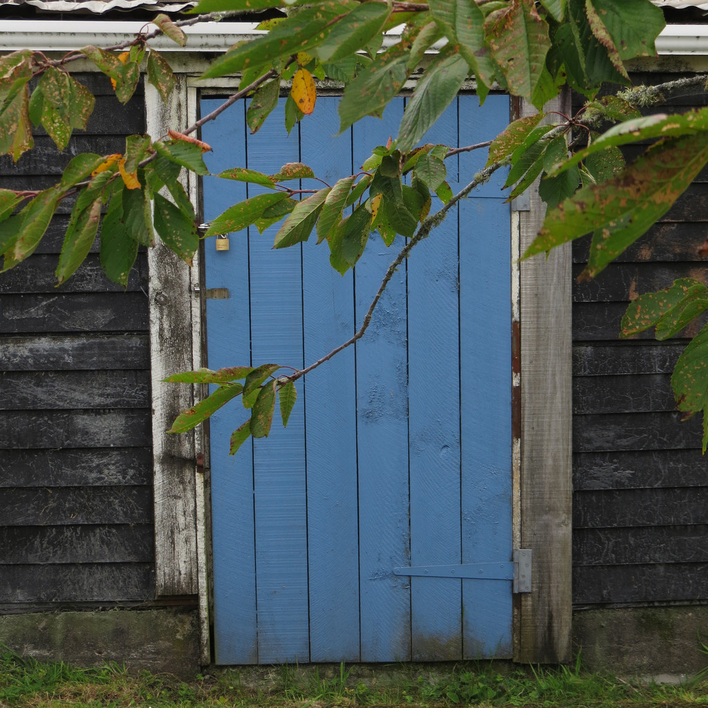 blue door by kali66