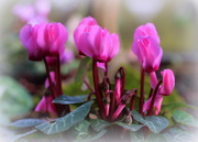6th Mar 2020 - Spring flowers of our garden 2 ( Cyclamen)