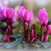 Spring flowers of our garden 2 ( Cyclamen) by pyrrhula
