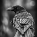 Crow by kvphoto