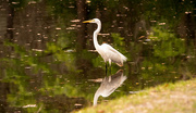 5th Mar 2020 - Egret Watching for Lunch!