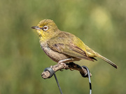 6th Mar 2020 - White- eye