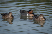 5th Mar 2020 - Family of Green-winged Teal