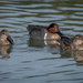 Family of Green-winged Teal by nicoleweg
