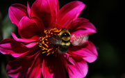 6th Mar 2020 - the buzz about dahlias