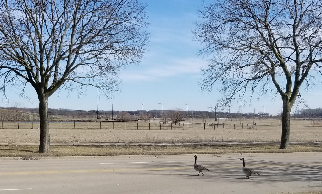 Why did the geese cross the road? by scoobylou