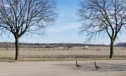 5th Mar 2020 - Why did the geese cross the road?