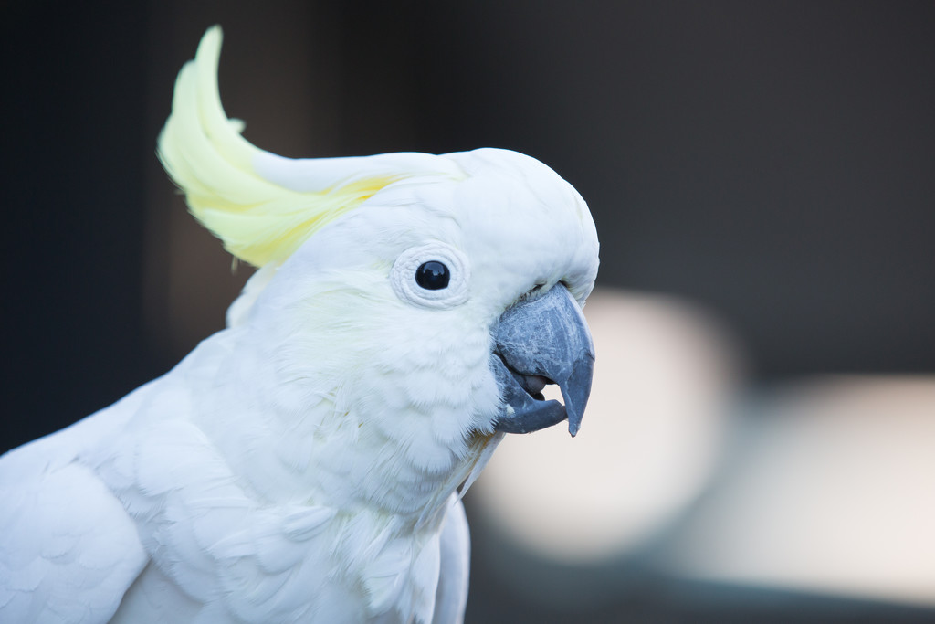 Sulphur-crested cockatoo  by creative_shots