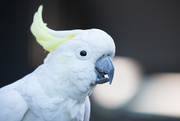 4th Oct 2019 - Sulphur-crested cockatoo 