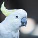 Sulphur-crested cockatoo  by creative_shots