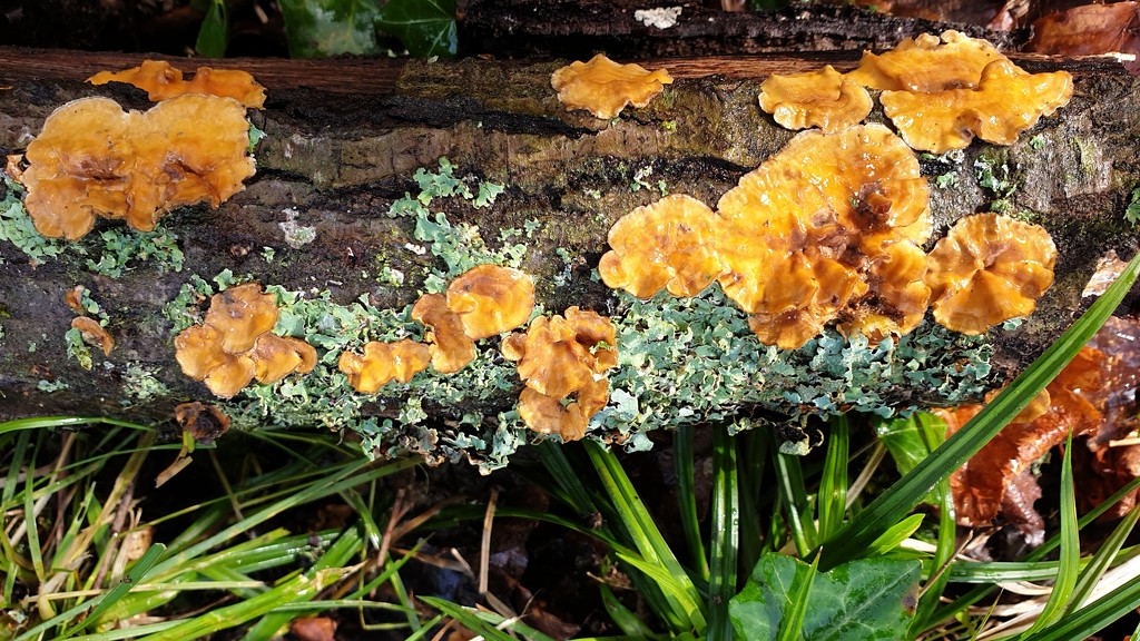 Fungus and lichen  by julienne1