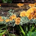 Fungus and lichen  by julienne1