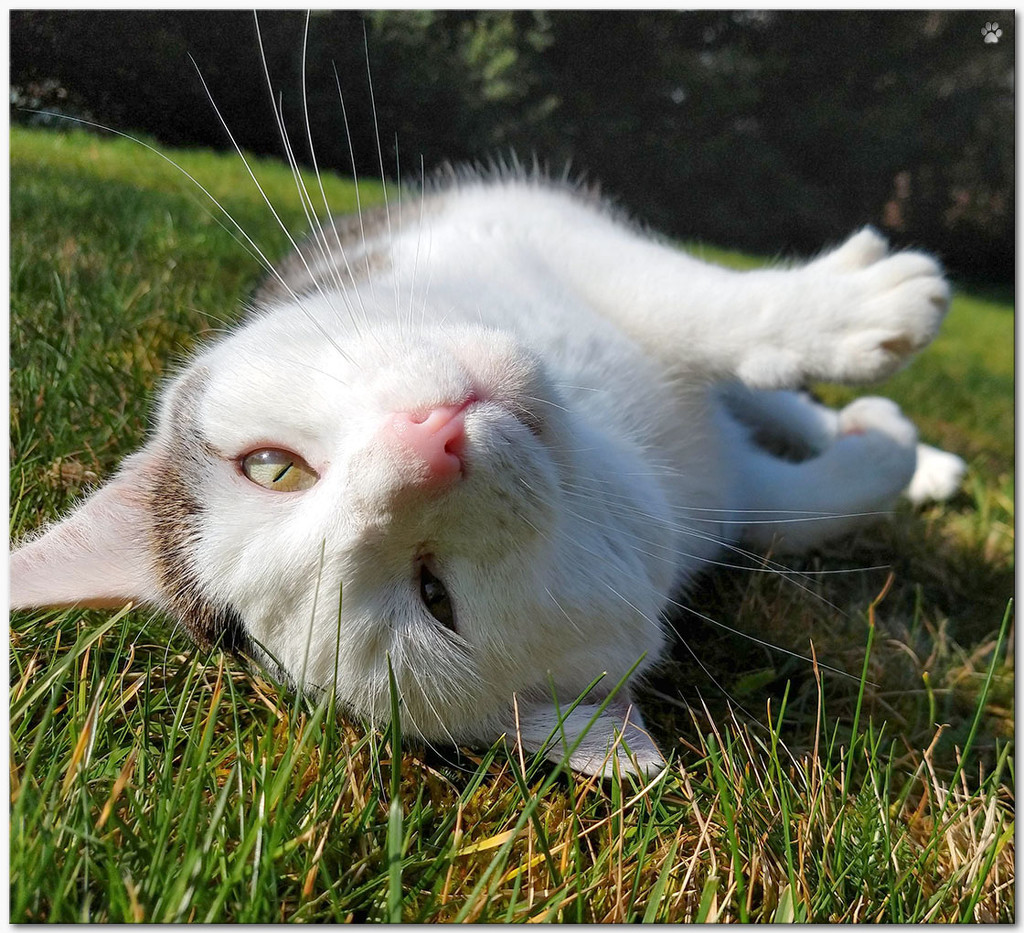 sunbath by lastrami_